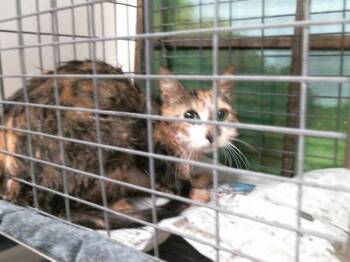 Domestic Short Hair Cats Available for Adoption in Houston, Texas - A2074432 | PetCurious