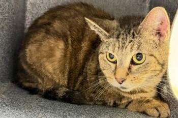 Domestic Short Hair Cats Available for Adoption in Daytona Beach, Florida - Oreo | PetCurious