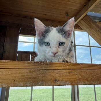 DoorDash -  Domestic Short Hair Cat for Adoption in Brookings, South Dakota - DoorDash | PetCurious