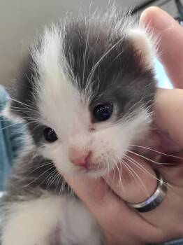 Domestic Short Hair Cats Available for Adoption in Portland, Indiana - Gwen Stacy | PetCurious