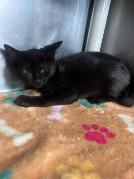 Birkenstock -  Domestic Short Hair Cat for Adoption in Denham Springs, Louisiana - Birkenstock | PetCurious