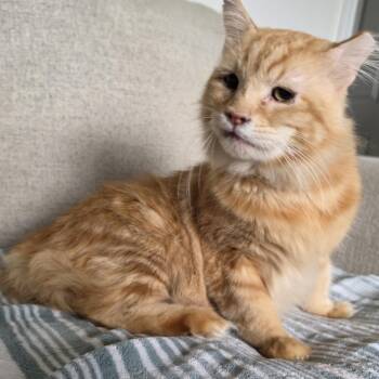 Julian -  Domestic Medium Hair Cat for Adoption in Pocatello, Idaho - Julian | PetCurious