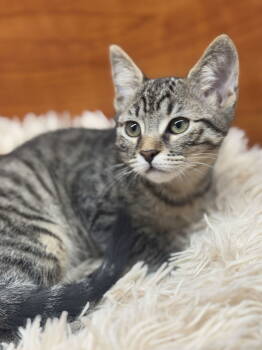 Rescue Domestic Short Hair Cats for Adoption in Seal Beach, California - Robin | PetCurious
