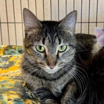 Domestic Short Hair Cats Available for Adoption in Saginaw, Michigan - Babi | PetCurious