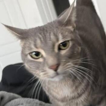 Domestic Short Hair Cats Available for Adoption in Liverpool, Texas - Mimi | PetCurious