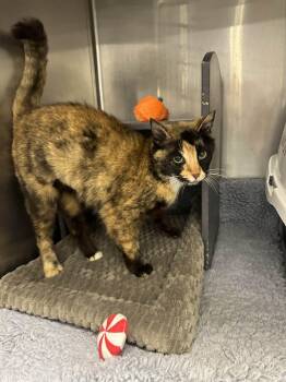 Domestic Short Hair Cats Available for Adoption in Nashville, Tennessee - Penelope | PetCurious