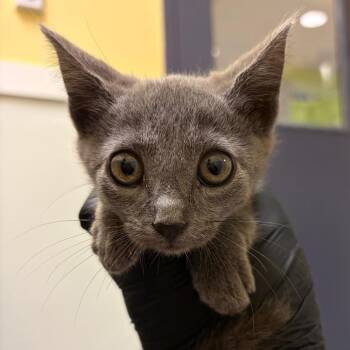 Apple Tart -  Domestic Short Hair Cat for Adoption in Charlottesville, Virginia - Apple Tart | PetCurious