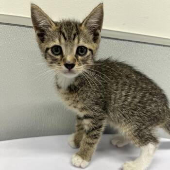 Aurora -  Domestic Short Hair Cat for Adoption in Clearwater, Florida - Aurora | PetCurious