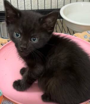 ZEPHYR -  Domestic Short Hair Cat for Adoption in Elizabethton, Tennessee - ZEPHYR | PetCurious