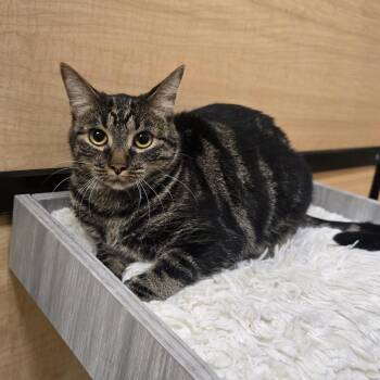 Rescue Domestic Short Hair Cats for Adoption in Warr Acres, Oklahoma - Maple | PetCurious