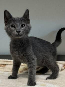 Pizza -  Domestic Short Hair Cat for Adoption in Orland Hills, Illinois - Pizza | PetCurious