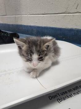 Domestic Short Hair Cats Available for Adoption in Gainesville, Florida - Sardini Martini | PetCurious