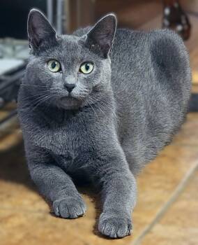 Rescue American Shorthair Cats for Adoption in Philadelphia, Pennsylvania - Gypsy Rose | PetCurious