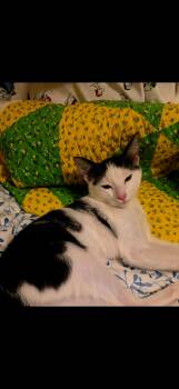 Domestic Short Hair Cats Available for Adoption - Leo | PetCurious