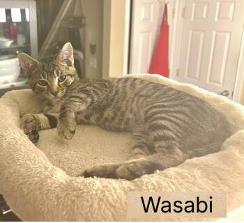 Wasabi -  Domestic Short Hair Cat for Adoption in Greenwood, Indiana - Wasabi | PetCurious