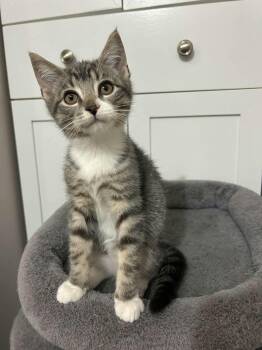 Boston -  Domestic Short Hair Cat for Adoption in Shakespeare, Ontario - Boston | PetCurious