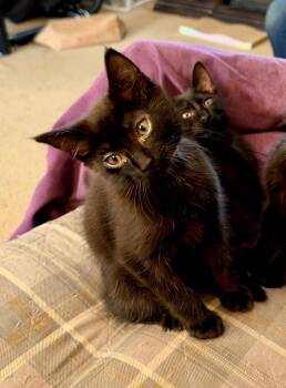 Maxie Dean -  Domestic Short Hair Cat for Adoption in Pasco, Washington - Maxie Dean | PetCurious
