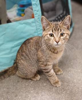 Shelly -  Domestic Short Hair Cat for Adoption in Ladysmith, Wisconsin - Shelly | PetCurious