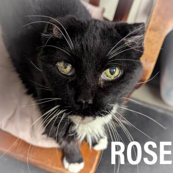 Rescue Domestic Short Hair and Tuxedo Cats for Adoption in Griffith, Indiana - ROSE | PetCurious