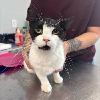 Domestic Short Hair Cats Available for Adoption - Lamp | PetCurious