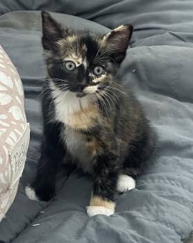 Pepper -  Domestic Short Hair Cat for Adoption in South Pasadena, California - Pepper | PetCurious