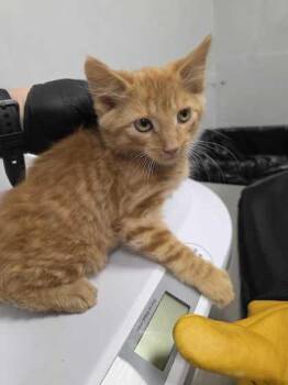 Emerald Jade Green Ball -  Domestic Short Hair Cat for Adoption in Sevierville, Tennessee - Emerald Jade Green Ball | PetCurious