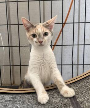Remi -  Domestic Short Hair Cat for Adoption in Lemoore, California - Remi | PetCurious