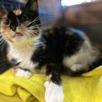Rarlan -  Domestic Short Hair Cat for Adoption in Tipp City, Ohio - Rarlan | PetCurious