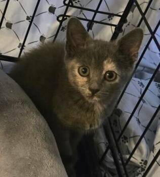Maggie LA -  Domestic Short Hair Cat for Adoption in Greenville, South Carolina - Maggie LA | PetCurious
