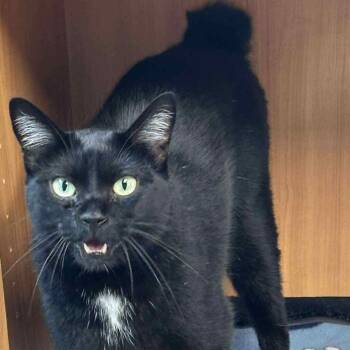 Rescue Domestic Short Hair Cats for Adoption in Wichita, Kansas - Liam | PetCurious