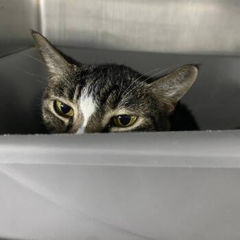Doe -  Domestic Short Hair Cat for Adoption in Lakeland, Florida - Doe | PetCurious