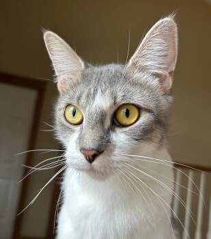 Rescue Domestic Short Hair Cats for Adoption - Daisy Mae | PetCurious