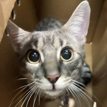 Jim -  Domestic Short Hair Cat for Adoption in Tampa, Florida - Jim | PetCurious