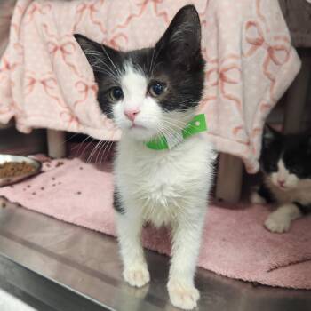 Ethel -  Domestic Short Hair Cat for Adoption in Fort Wayne, Indiana - Ethel | PetCurious