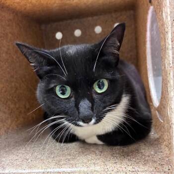 Domestic Short Hair Cats Available for Adoption in Reno, Nevada - Baily | PetCurious