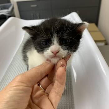 Domestic Short Hair Cats Available for Adoption in Morganton, North Carolina - Gnocchi Soup | PetCurious