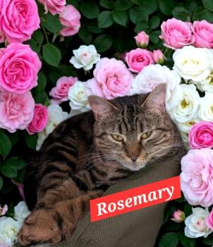 Domestic Short Hair Cats Available for Adoption in Jim Thorpe, Pennsylvania - Rosemary | PetCurious