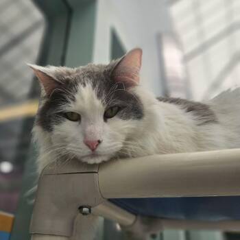 Lord Finn -  Domestic Long Hair Cat for Adoption in Lakewood, Colorado - Lord Finn | PetCurious