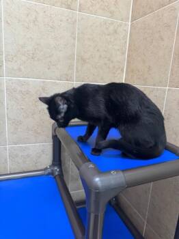 precious -  Domestic Short Hair Cat Available for Adoption in Hobbs, New Mexico - Precious | PetCurious