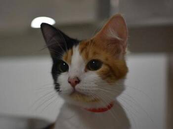 Marochinno -  Domestic Long Hair Cat for Adoption in Portland, Oregon - Marochinno | PetCurious