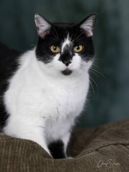 Domestic Short Hair Cats Available for Adoption in Anchorage, Alaska - Sam | PetCurious