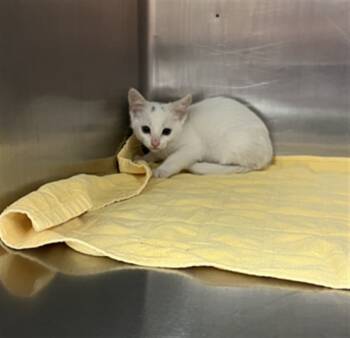 Rescue Domestic Short Hair Cats for Adoption in Rancho Cucamonga, California - UNKNOWN | PetCurious