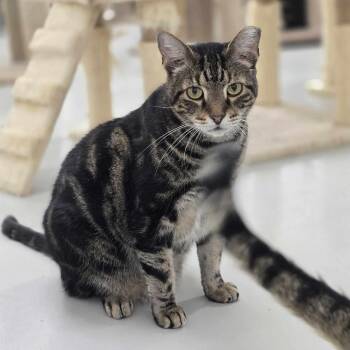 Rescue Domestic Short Hair and Tabby Cats for Adoption in West Palm Beach, Florida - Sarge | PetCurious