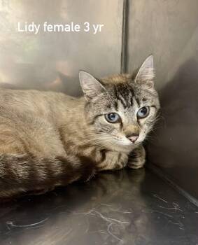 Lidy -  Domestic Short Hair Cat for Adoption in Fort Payne, Alabama - Lidy | PetCurious