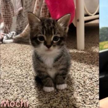 Mochi K46310 -  Domestic Short Hair Cat for Adoption in Corsicana, Texas - Mochi K46310 | PetCurious