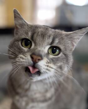 Cinder -  Domestic Short Hair Cat Available for Adoption in Tillamook, Oregon - Cinder | PetCurious