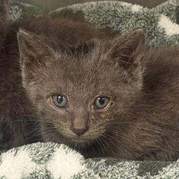 Blue -  Domestic Short Hair Cat for Adoption in Marshall, Texas - Blue | PetCurious