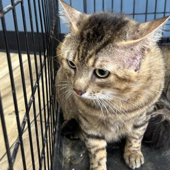 Poodie -  Domestic Short Hair Cat for Adoption in Newark, New Jersey - Poodie | PetCurious