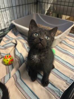 Freedom -  Domestic Short Hair Cat for Adoption in Mineral, Virginia - Freedom | PetCurious
