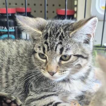 Amber -  Domestic Short Hair Cat for Adoption in Eugene, Oregon - Amber | PetCurious